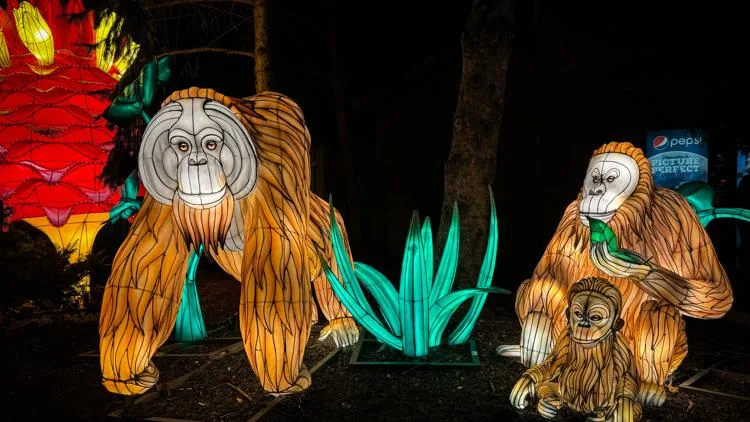 Illuminated orangutan family lanterns at the Columbus Zoo Lantern Festival