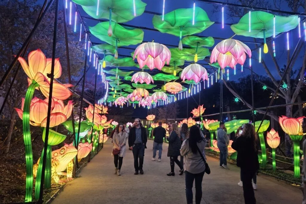 Visitors walking beneath illuminated lotus flower lanterns at the Grand Rapids Lantern Festival